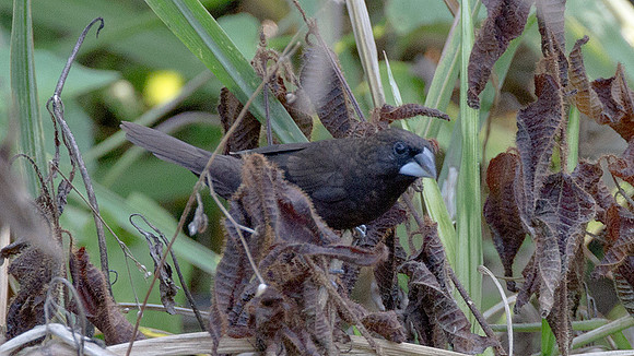 Dusky Munia (Lonchura fuscans) s