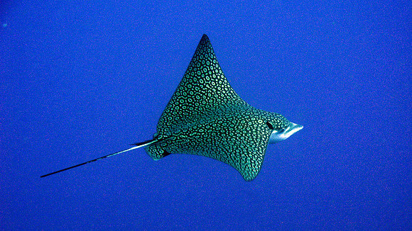 Eagle Ray