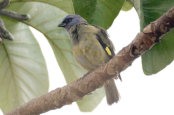 Yellow-winged Tanager (Thraupis abbas)
