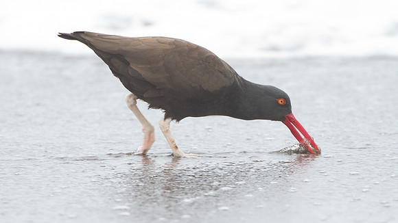 Blackish Oystercatcher (Haematopus ater)