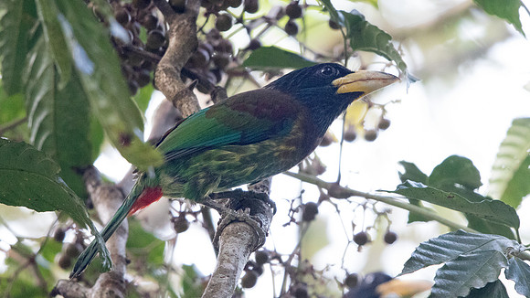 Great barbet (Megalaima virens)
