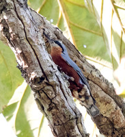 Chestnut-bellied nuthatch (Sitta cinnamoventris) Male