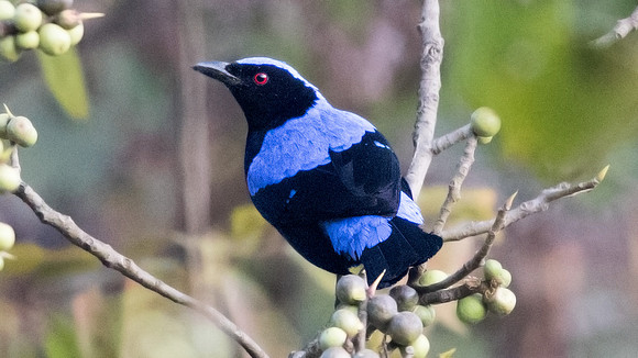 Asian fairy-bluebird (Irena puella) Male