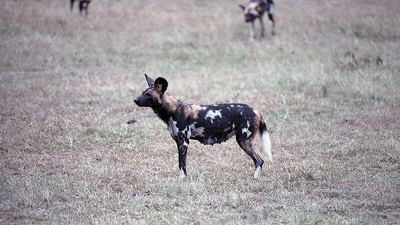 1986 Africa hunting dogs img340-auto