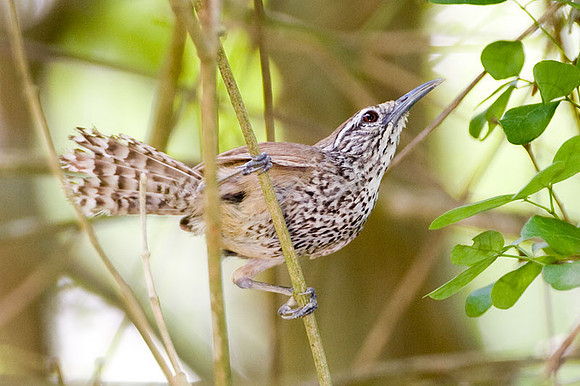 Spot-breasted Wren (Pheugopedius maculipectus)
