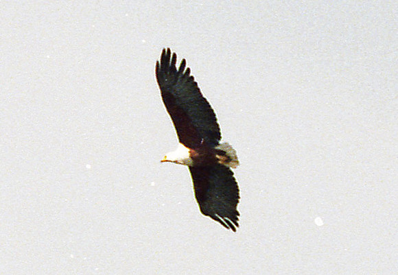 African Fish Eagle (Haliaeetus vocifer)