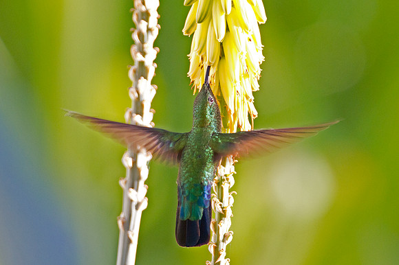 Green-throated Carib (Eulampis holosericeus)
