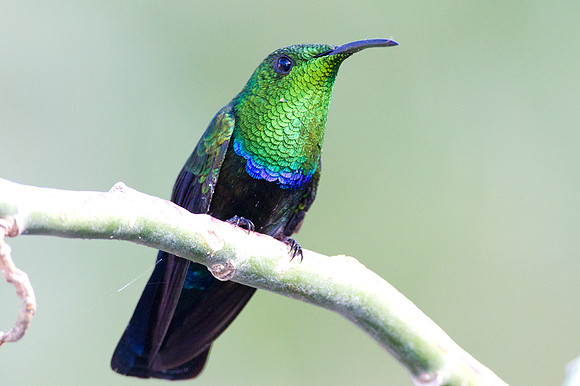 Green-throated Carib (Eulampis holosericeus)