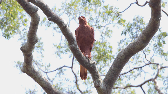 Changeable Hawk-Eagle (Spizaetus cirrhatus)