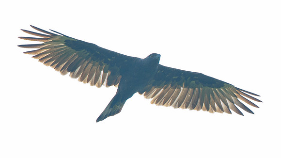 Changeable Hawk-Eagle (Spizaetus cirrhatus)