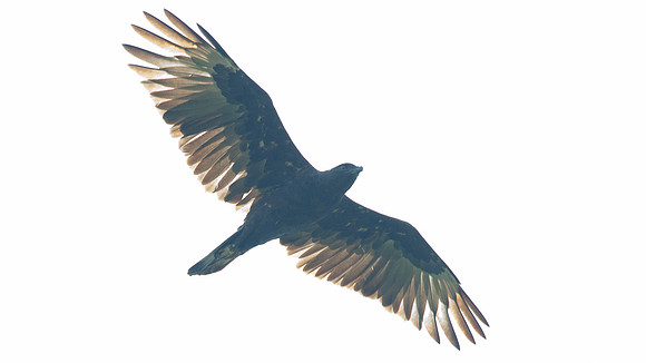Changeable Hawk-Eagle (Spizaetus cirrhatus)