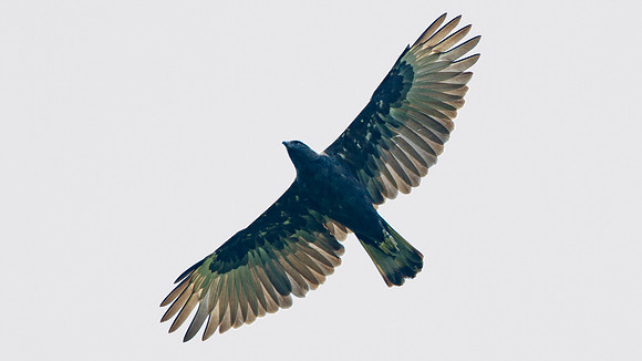 Changeable Hawk-Eagle (Spizaetus cirrhatus)