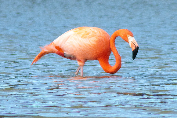 Greater Flamingo (Phoenicopterus roseus)
