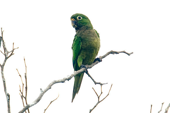 Olive-throated Parakeet (Aratinga nana)