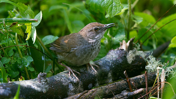 Javan bush warbler (Locustella montis)