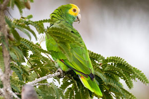 Yellow-shouldered Amazon (Amazona barbadensis) also known as Yellow-shouldered Parrot