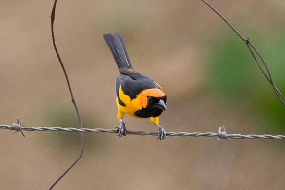 Orange-crowned Oriole (Icterus auricapillus)