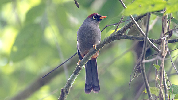 Spectacled Laughingthrush (Rhinocichla mitrata)