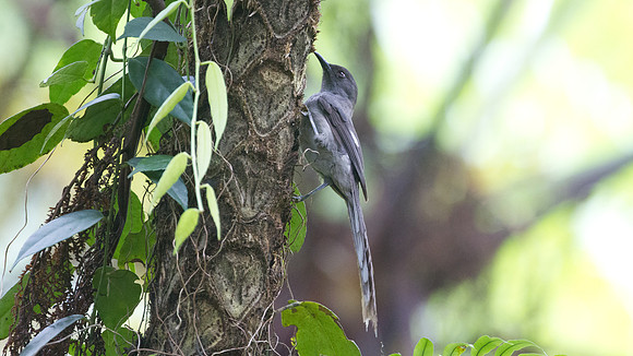 Long-tailed Sibia (Heterophasia picaoides)