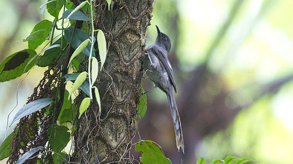 Long-tailed Sibia (Heterophasia picaoides)