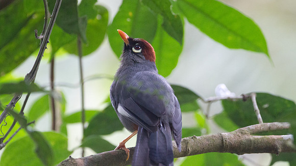 Chestnut-capped Laughingthrush (Garrulax mitratus)