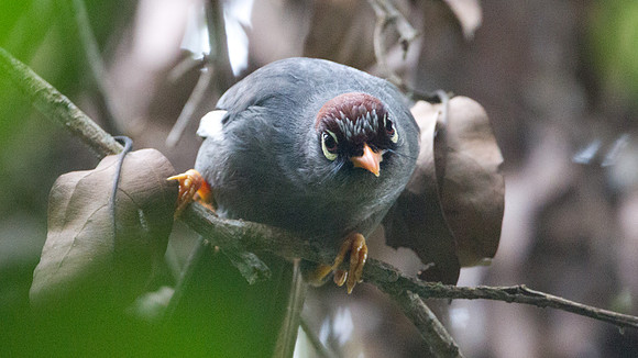 Chestnut-capped Laughingthrush (Garrulax mitratus)