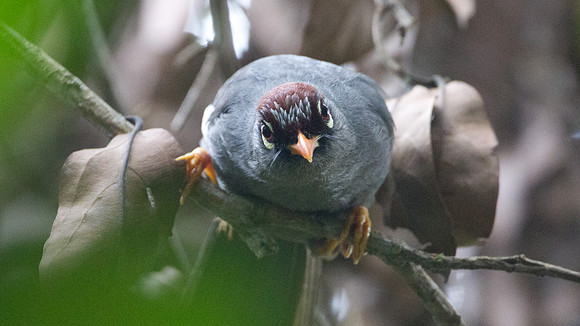 Chestnut-capped Laughingthrush (Garrulax mitratus)