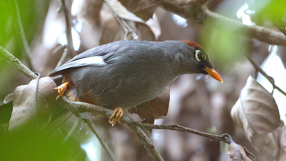 Chestnut-capped Laughingthrush (Garrulax mitratus)