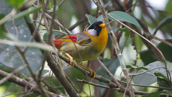Silver-eared Mesia (Leiothrix argentauris)