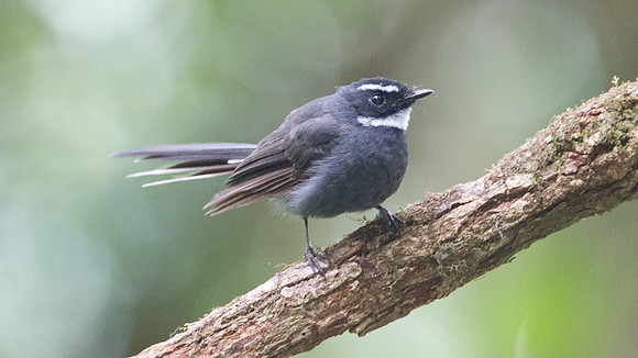 White-throated Fantail (Rhipidura albicollis)