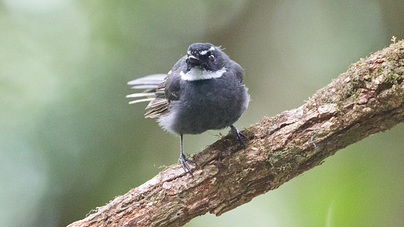 White-throated Fantail (Rhipidura albicollis)