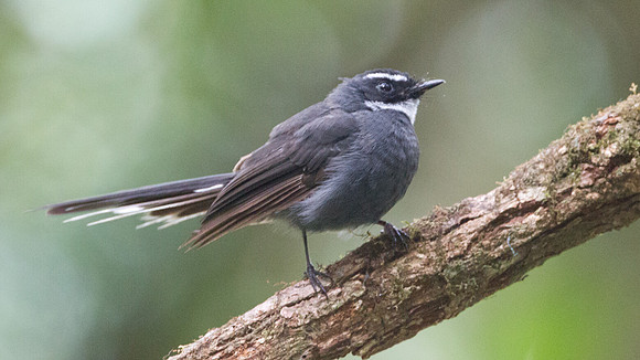 White-throated Fantail (Rhipidura albicollis)