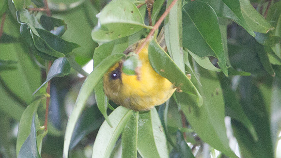 Golden Babbler (Stachyridopsis chrysaea)