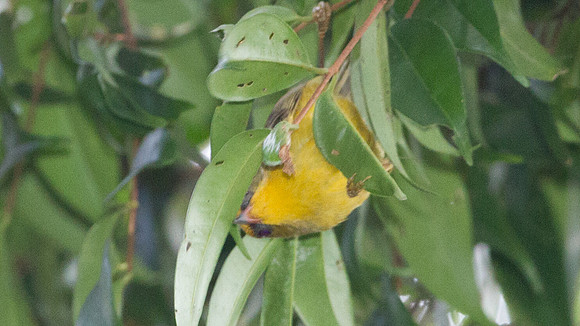 Golden Babbler (Stachyridopsis chrysaea)