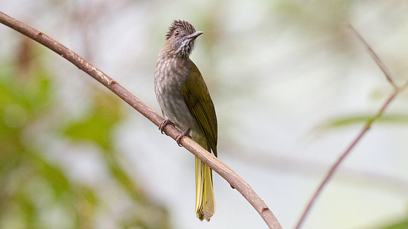 Mountain Bulbul (Hypsipetes mcclellandii)