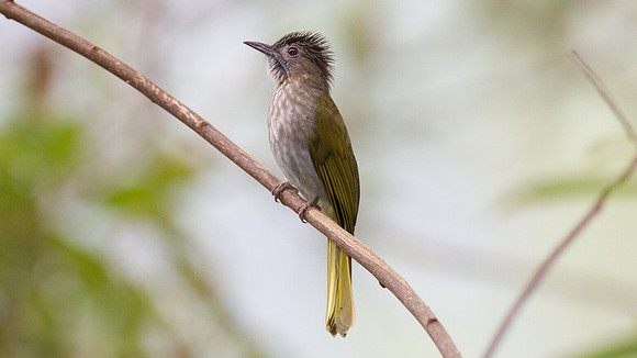 Mountain Bulbul (Hypsipetes mcclellandii)