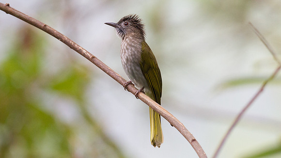 Mountain Bulbul (Hypsipetes mcclellandii)