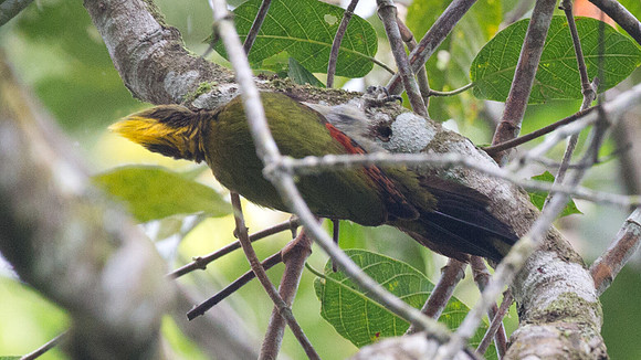 Greater Yellownape (Picus flavinucha)