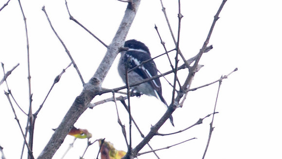 Bar-winged Flycatcher-shrike (Hemipus picatus)