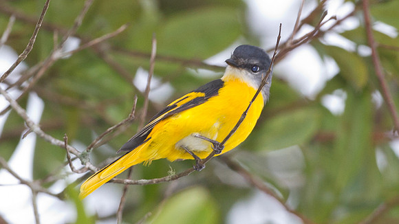 Grey-chinned Minivet (Pericrocotus solaris) female