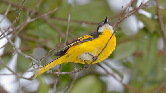Grey-chinned Minivet (Pericrocotus solaris) female