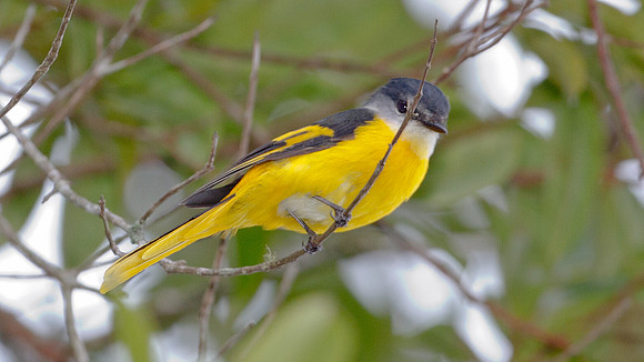 Grey-chinned Minivet (Pericrocotus solaris) female
