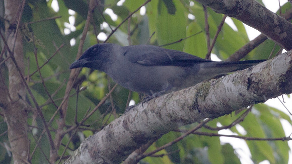 Javan Cuckooshrike (Coracina javensis)