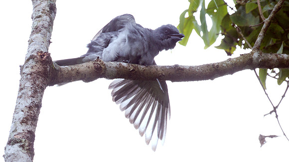 Javan Cuckooshrike (Coracina javensis)