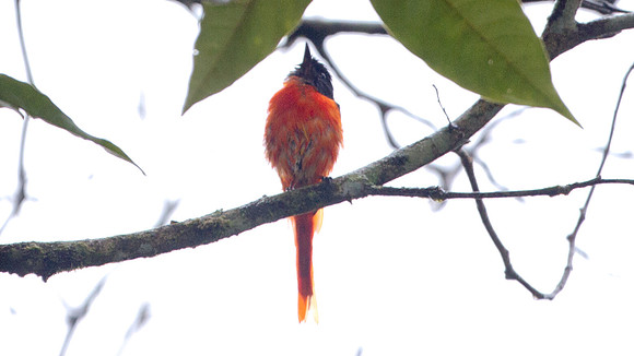 Grey-chinned Minivet (Pericrocotus solaris) male