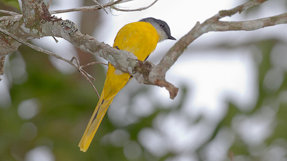 Grey-chinned Minivet (Pericrocotus solaris) female