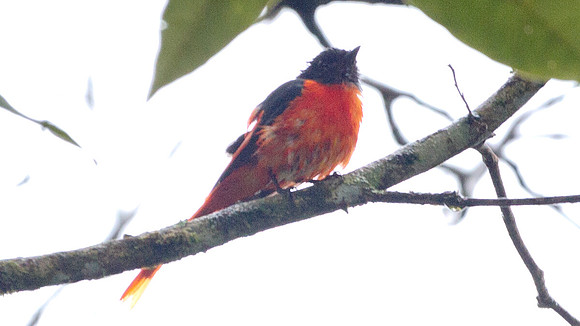 Grey-chinned Minivet (Pericrocotus solaris) male