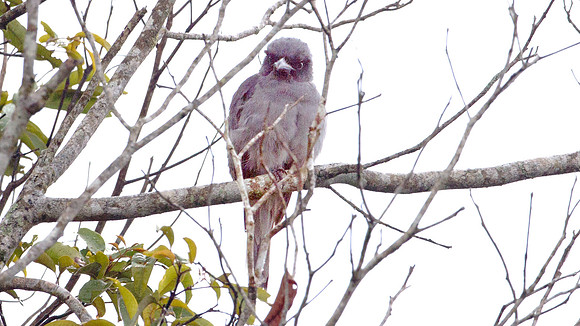 Javan Cuckooshrike (Coracina javensis)