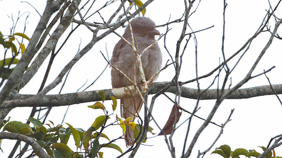 Javan Cuckooshrike (Coracina javensis)