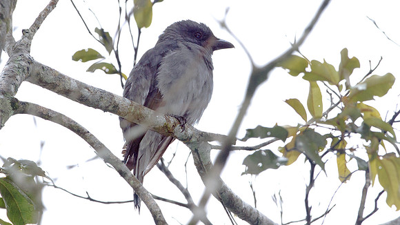Javan Cuckooshrike (Coracina javensis)